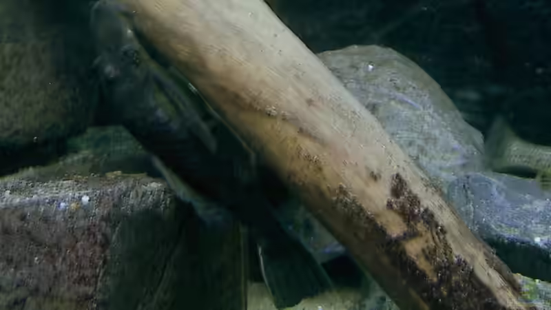 Ancistus dolichopterus von Bert Teseling (14)