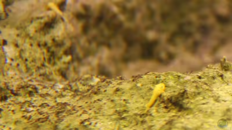 Ancistus sp. Albinos (genau hinschauen!) von photizo (22)