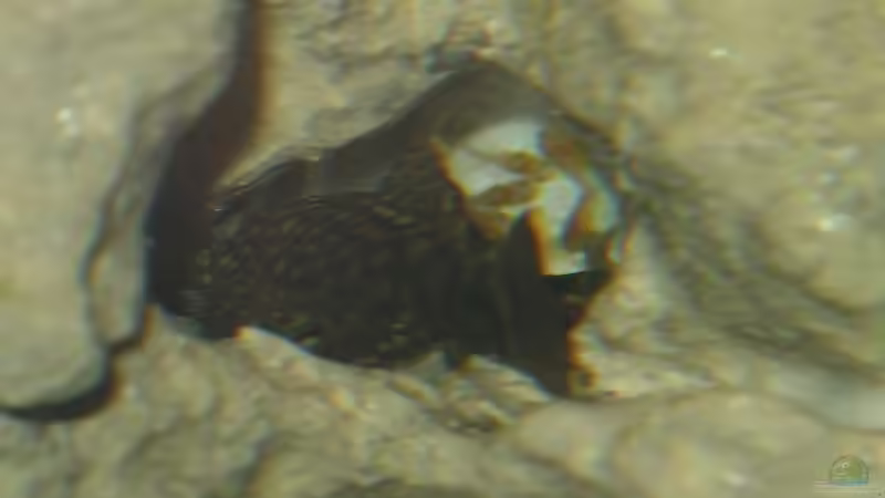 Ancistus sp. mit Nachwuchs!!! von photizo (16)