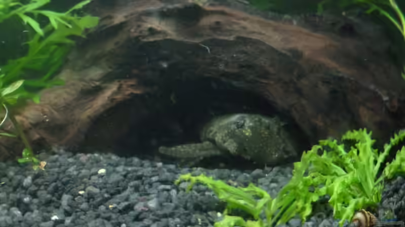 Ancristus in Höhle von AquaNRW (11)