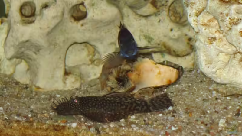 Ancristus und Maswa von Birkenzeisig (5)