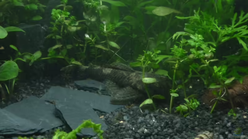 Ancristus von AquaNRW (18)