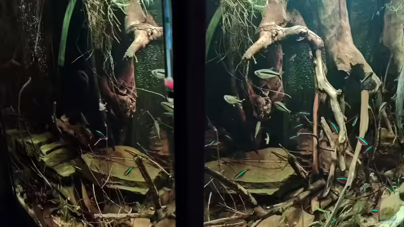 Andere Perspektive von Amazonas (33)