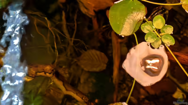 Andere Perspektive von Amazonas (45)