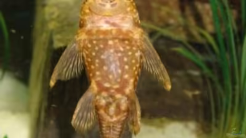 andere Perspektive von malawi74 (26)