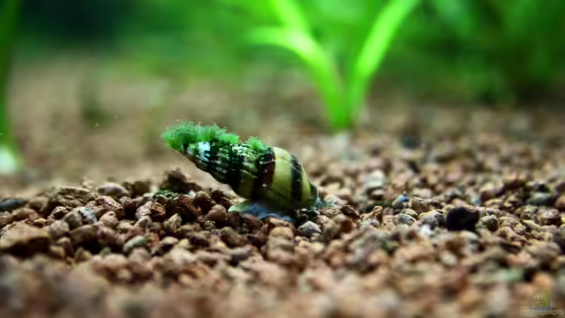 Andere Schnecke, gleiche Frisur! ...scheint die Trendfrisur im Herbst 2011 zu sein... von Sue (56)