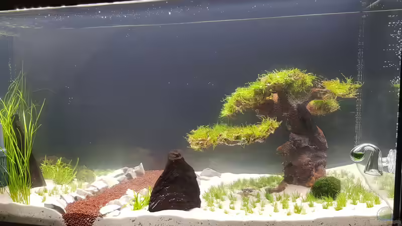 Andere Seite (Aquarium fungiert als Raumteiler) von Dancinlutin (4)