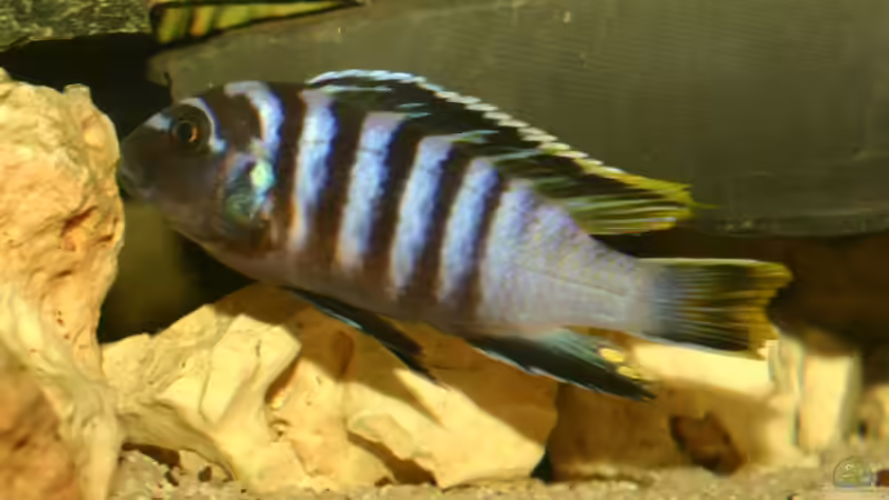 andere Seite von Michael Spengler (18)