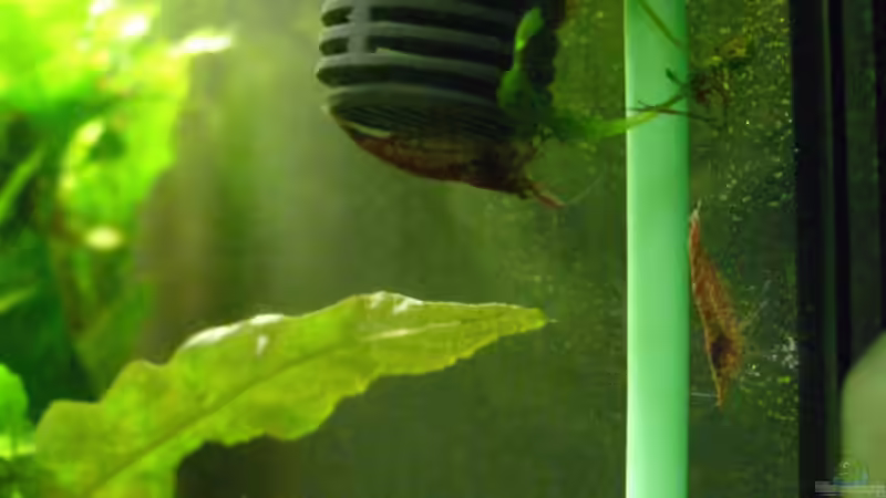 anderer Auslauf von Alexander Eckel (9)