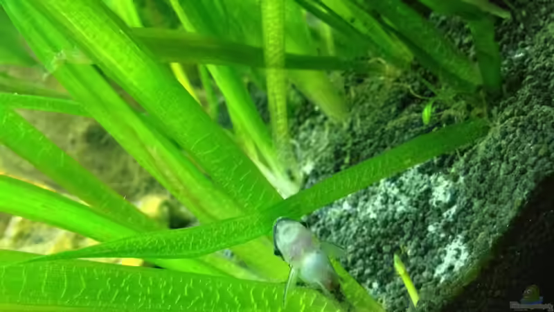 Anderer Ohrgitterharnischwels von Tobias Frank (6)