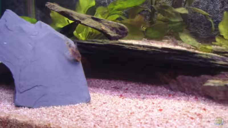 Anderer Unterschlupf von Obsera (6)