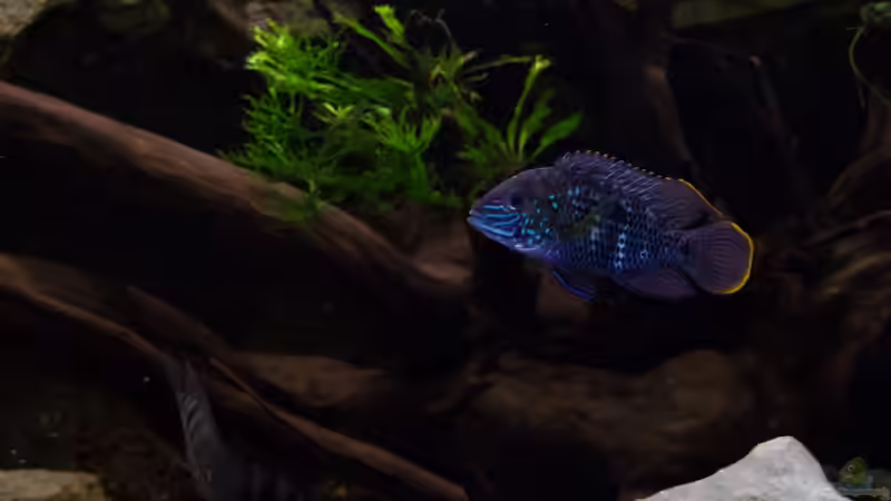 Aquarien mit Aequidens rivulatus (Einrichtungsbeispiele für Goldsaumbuntbarsch)