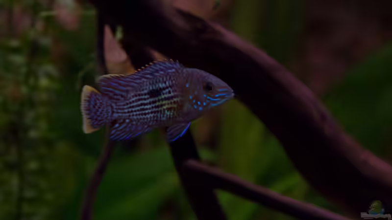 Andinoacara rivulatus - Goldsaumbuntbarsch - 16.06.2013 von GoreSlayer (111)