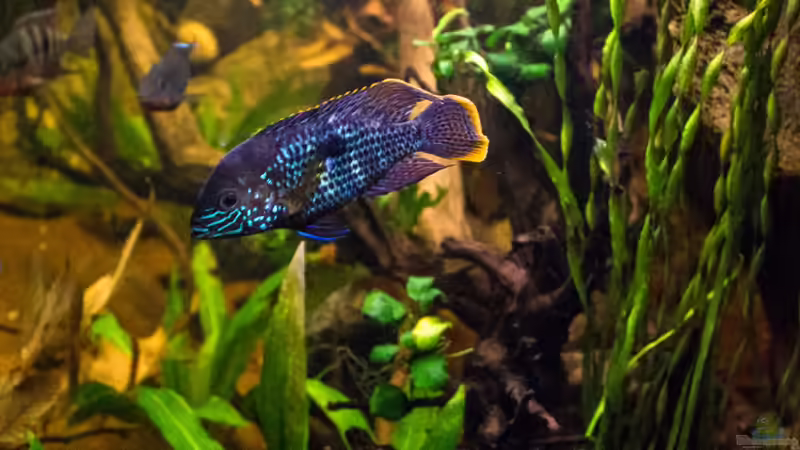 Andinoacara rivulatus - Goldsaumbuntbarsch - 16.12.2013 von GoreSlayer (119)