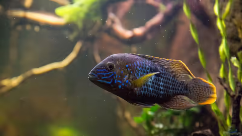 Aquarien mit Aequidens rivulatus (Einrichtungsbeispiele für Goldsaumbuntbarsch)