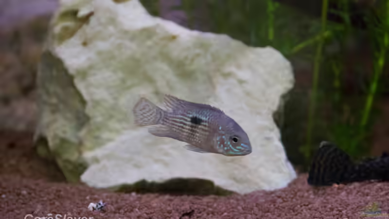 Andinoacara rivulatus - Goldsaumbuntbarsch von GoreSlayer (109)