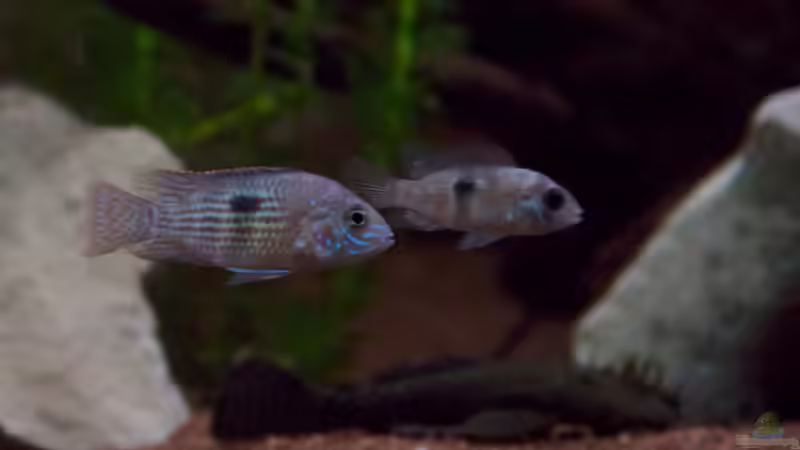 Andinoacara rivulatus - Goldsaumbuntbarsch von GoreSlayer (110)