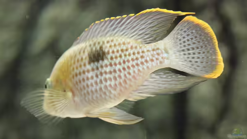 andinoacara rivulatus von AlexDhc (17)