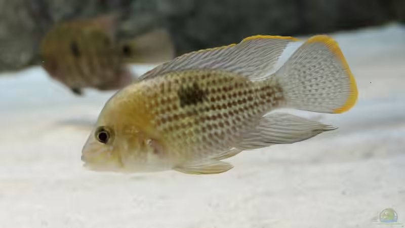 Aquarien mit Aequidens rivulatus (Einrichtungsbeispiele für Goldsaumbuntbarsch)