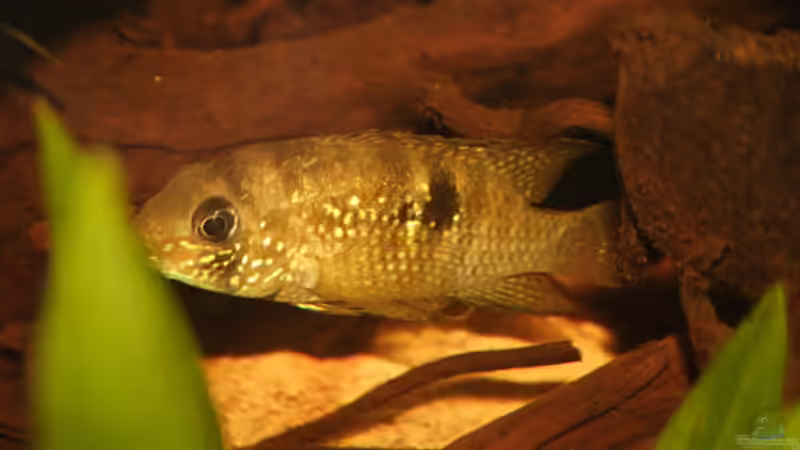 Andinoacara spec. Maracaibo Weibchen von Didi (55)