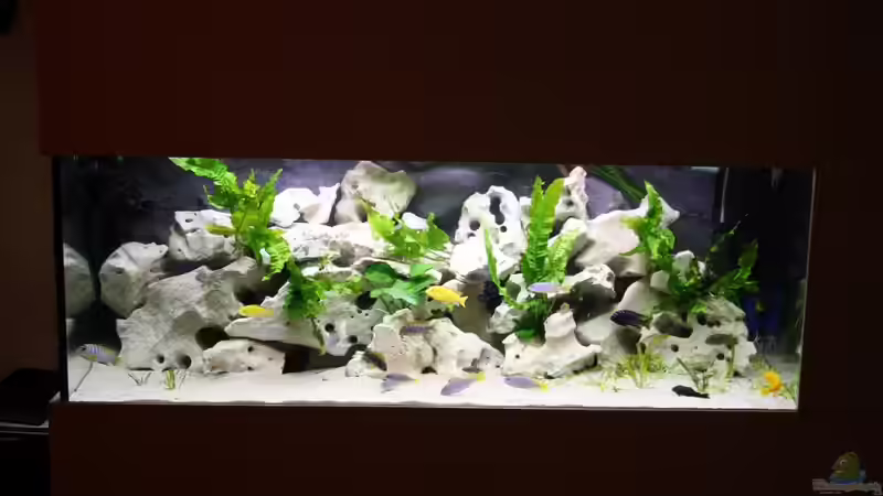 Andys Becken von African  Guy (1)