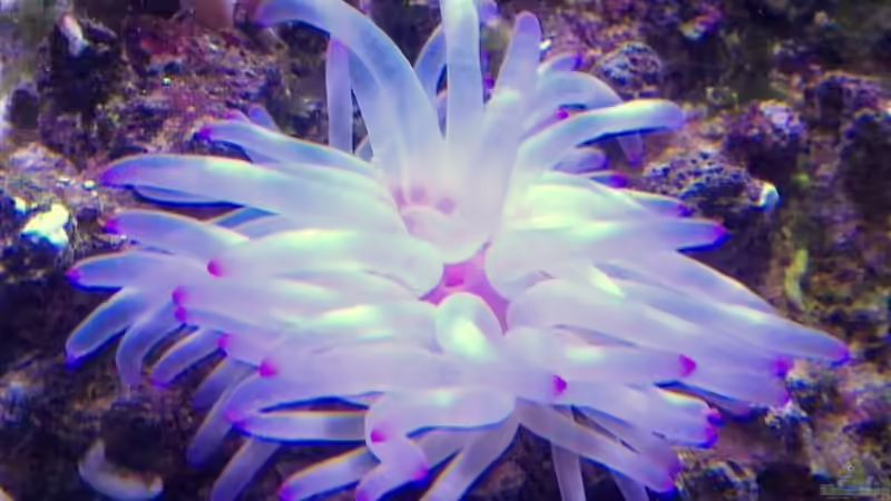 Anemone 4.1 von Martinerft (4)