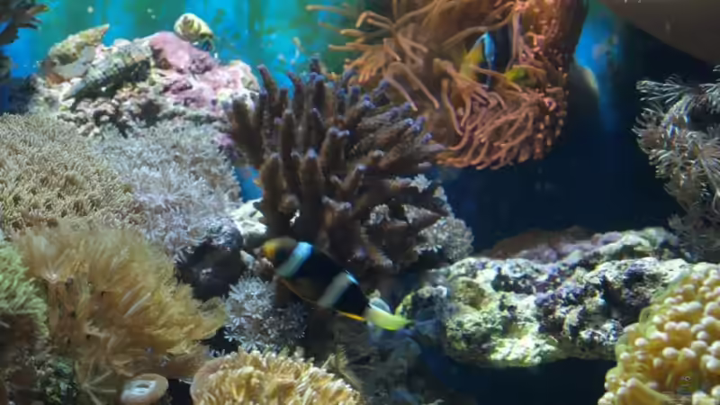 Anemone-Acropora-Weichkorallen November 08 von lex2lex (15)