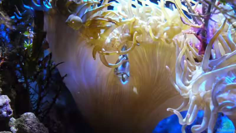 Anemone kurz vor der Teilung von Jens Kändler (14)