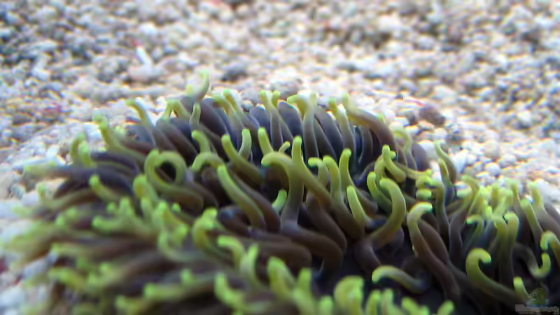 Anemone von MartinS (21)