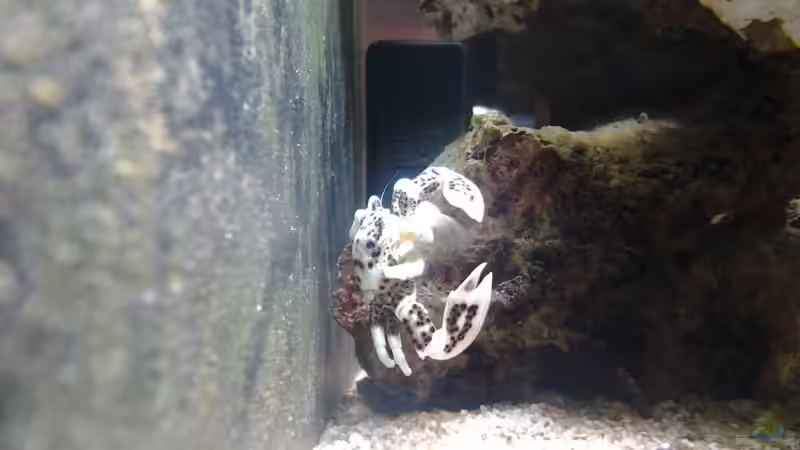 Anemonen Krabbe von Haens84 (33)