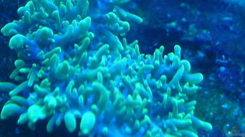 Anemonen unter blauen licht von Jens Walsleben (7)