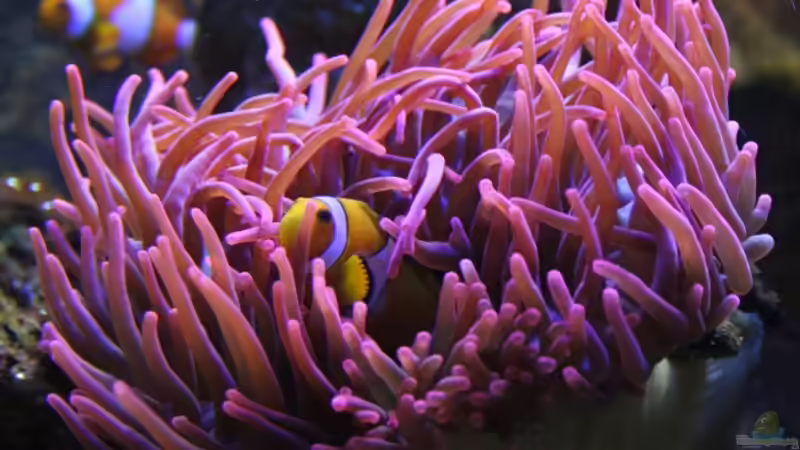 Anemonenfisch in Blasenanemone von Aquarienfreude (3)