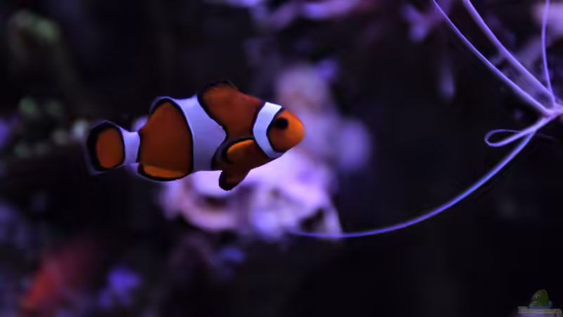 Anemonenfisch von Thomas S-H (25)