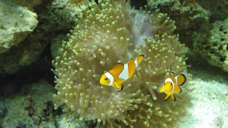 Anemonenfische beim baden in meiner Anemone!!! von Mario Dorner (8)
