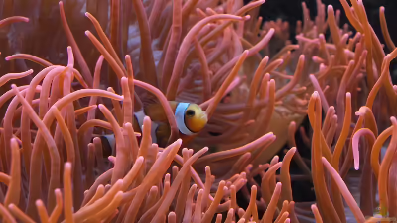 Anemonenfische im Meerwasseraquarium: Der Leitfaden für Aquarianer