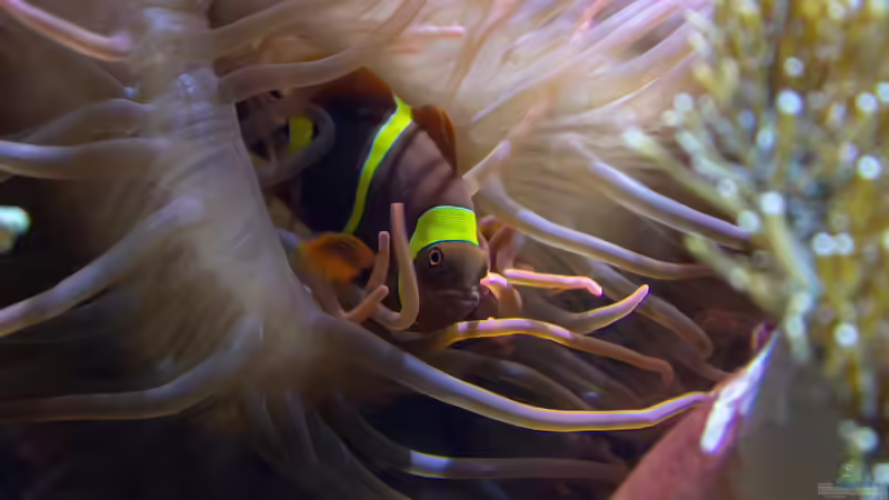 Anemonenfische im Meerwasseraquarium: Der Leitfaden für Aquarianer