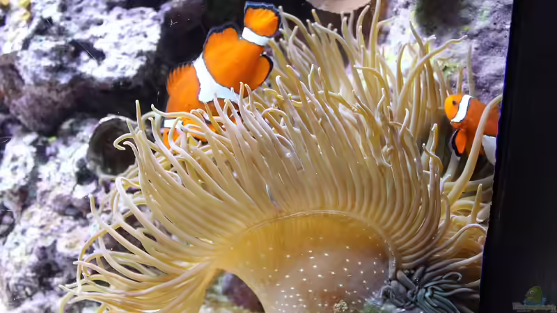 Anemonenfische im Meerwasseraquarium: Der Leitfaden für Aquarianer