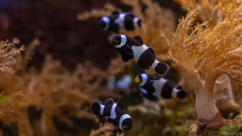 Anemonenfische im Meerwasseraquarium: Der Leitfaden für Aquarianer
