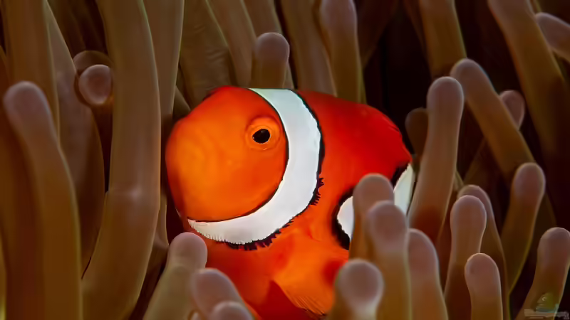 Anemonenfische im Meerwasseraquarium: Der Leitfaden für Aquarianer