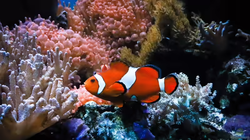 Anemonenfische im Meerwasseraquarium: Der Leitfaden für Aquarianer