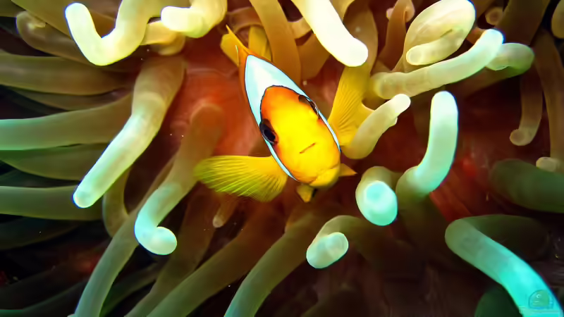 Anemonenfische im Meerwasseraquarium: Der Leitfaden für Aquarianer