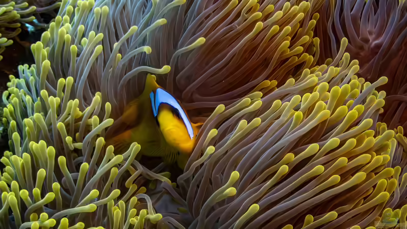 Anemonenfische im Meerwasseraquarium: Der Leitfaden für Aquarianer