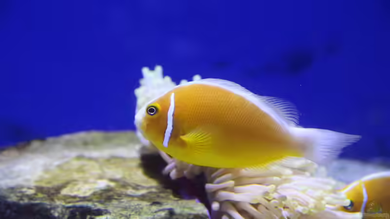 Anemonenfische im Meerwasseraquarium: Der Leitfaden für Aquarianer