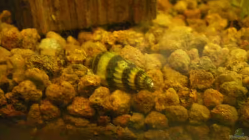 Anentoma Helena (Raubschnecke) von CPeters (10)