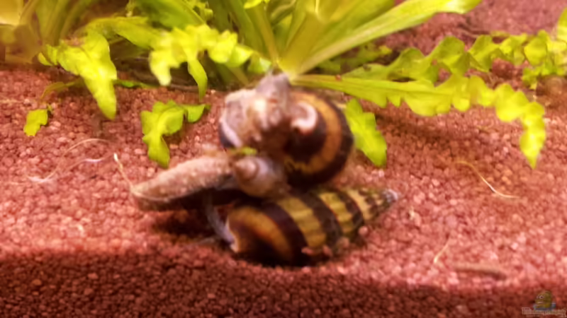 Anentome helena - März 2012 von SleazeRocker (23)