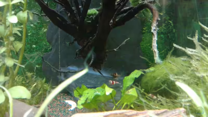 Aquarien mit Schiefer als Dekoration