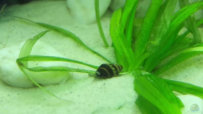 Anentome helena, Raub-Turmdeckelschnecke von Der Siems (50)