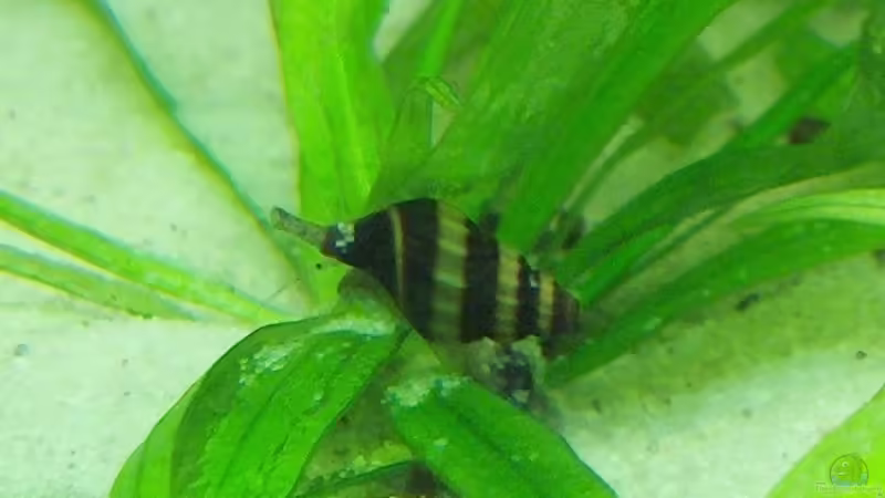 Clea helena im Aquarium halten (Einrichtungsbeispiele mit Raubturmdeckelschnecke)