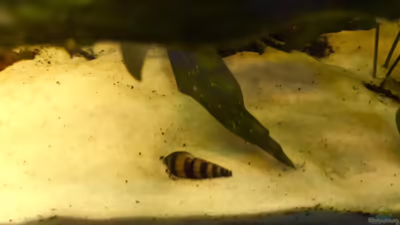 Anentome helena/ Raubschnecke von Raven887 (64)