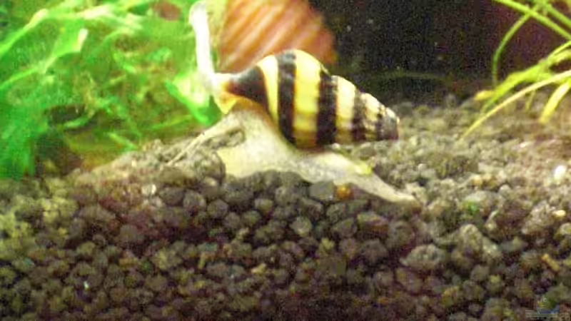 Anentome helena 1 von Malawi TOM (50)